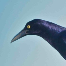 Great-tailed Grackle 9727