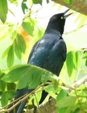 Grackle Great-tailed 2387