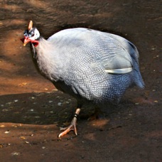 Helmeted Guinea Fowl 1904