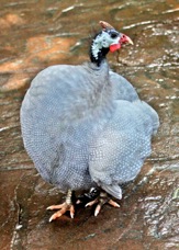 Helmeted Guinea Fowl 2087