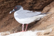 Swallow-tailed Gull 0395