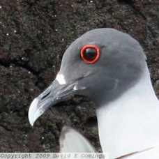 Swallow-tailed Gull 0772