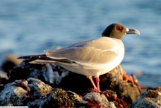 Swallow-tailed Gull 7450