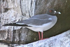 Swallow-tailed Gull 9398