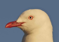Red-billed Gull 8209