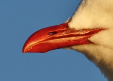 Red-billed Gull 8207