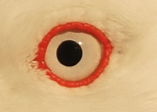 Red-billed Gull 8208
