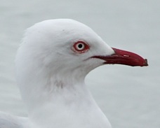Red-billed Gull 7022 2