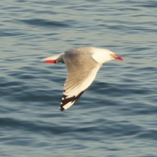 Red-billed Gull 8215