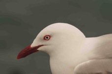 Red-billled Gull 8785