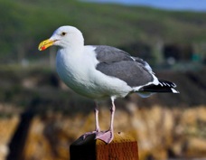 Herring Gull 1029