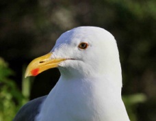 Herring Gull 1036