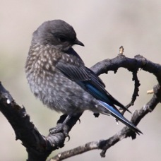 Western Bluebird immature 3601