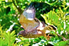 Broad-winged Hawk 5363