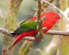 Chattering Lory 1850