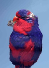Red and Blue Lory 2638 BK