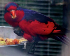 Red and Blue Lory 2672
