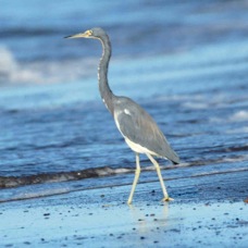 Heron Great Blue fishing in the surf 0295