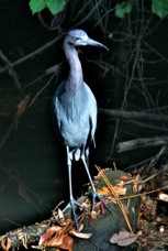 Little Blue Heron 3325