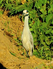 Night-heron Yellow-crowned 9831