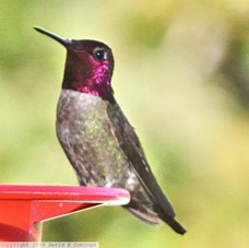 Anna's Hummingbird 0831