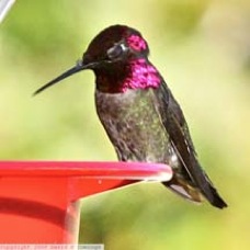 Anna's Hummingbird 0837 3.0