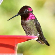 Anna's Hummingbird 0837