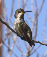 Anna's Hummingbird 2695
