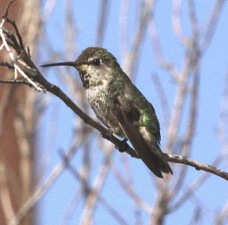 Anna's Hummingbird 2700