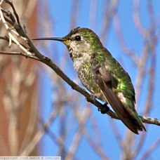 Anna's Hummingbird 2705