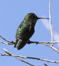 Anna's Hummingbird 2721