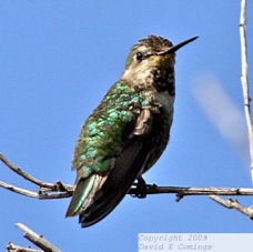 Anna's Hummingbird 2723