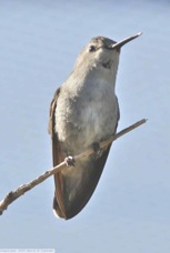 Anna's Hummingbird female 6260