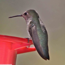 Anna's Hummingbird female 8175
