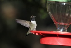 Black-chinned Hummingbird 5987