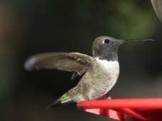 Black-chinned Hummingbird 5986