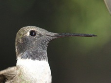 Black-chinned Hummingbird 5990