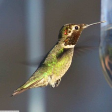 Black-chinned Hummingbird 0588