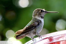 Black-chinned Hummingbird 0554