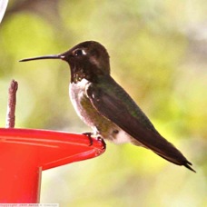 Black-chinned Hummingbird 0314
