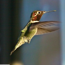 Black-chinned Hummingbird 0597