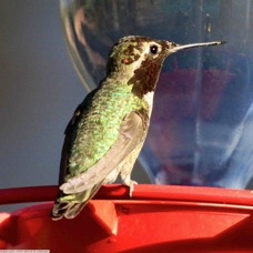 Black-chinned Hummingbird 0608