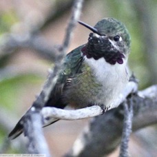 Black-chinned Hummingbird 6271