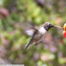 Black-chinned Hummingbird 8331