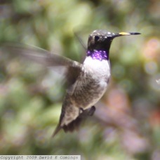 Black-chinned Hummingbird 8336