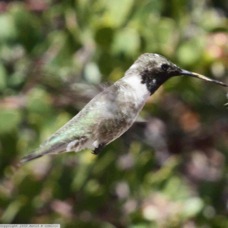 Black-chinned Hummingbird 8463