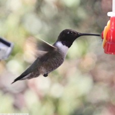 Black-chinned Hummingbird 9116