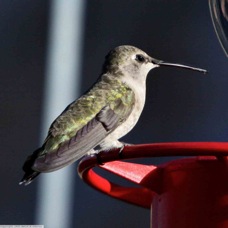 Black-chinned Hummingbird female 0674