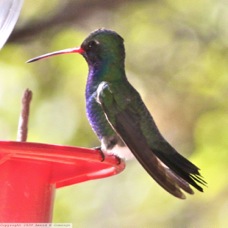 Broad-billed Hummingbird 0290