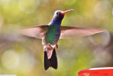 Broad-billed Hummingbird 0283